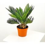 Tekno Trust Sikas - Cycas Revoluta -Japon Sago Palmiyesi - Gövde Boyu 5-10 cm - Renkli