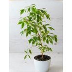 Tekno Trust Videolu Alacalı Benjamin Bitkisi 1 Adet 80-100CM Ev Ofis Salon Bitkisi (Benjamin Ficus Starlight ) - Renkli