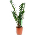Tekno Trust Zamia Çiçeği 40 50 cm Zeze Çiçeği Zamia Bitkisi Zamioculcas Ev Bitkisi Ofis Bitkisi Salon Bitkisi - Renkli