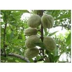 Teksas Badem Fidanı Aşılı - 2 Yaş Tüplü 80-100 Cm