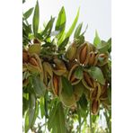 Teksas Badem Fidanı Aşılı Yüksek Verimli (Soğuğa Dayanıklı) 70-90 Cm, BTSM44