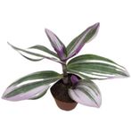 Telgraf Çiçeği 10-20 Cm Tradescantia Nanouk