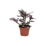 Telgraf Çiçeği Alacalı Yapraklı 10-20 Cm