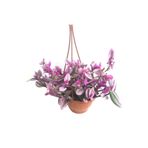 Telgraf Çiçeği Askılı Saksı, Pembe, BTSR482