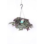 Telgraf Çiçeği Askılı Saksı Tradescantia Zebrina Çiçeği, BRCSTTRNDYL0078