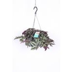 Telgraf Çiçeği Askılı Saksı Tradescantia Zebrina Çiçeği, BTSR776