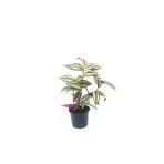 Telgraf Çiçeği Fidanı Kahve Çizgili 10-20 Cm
