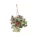 Telgraf Çiçeği Fidanı Kara Sevda Çiçeği 10-20 Cm