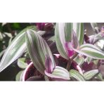 Telgraf Çiçeği Fidanı Zebrina 10-20 Cm