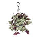Telgraf Çiçeği Makrome Saksılı 1 Adet Saksılı Tradescantia Zebrina, SRD02102024NA07