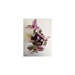 Telgraf Çiçeği Nanouk Telgraf Çiçeği Tradescantia Nanouk