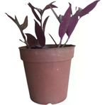 Telgraf Çiçeği-Tradescantia Küçük Boy 10-20 Cm