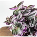 Telgraf Çiçeği Tradescantia Nanouk