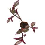 Telgraf Çiçeği Tradescantia Pendula Tekli 5.5 cm Saksıda