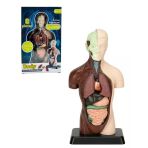 Temel 8 Parçalı İnsan Anatomisi Torso Modeli 24.5 Cm