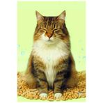 TEMKOM KARBONAT Katkılı %100 Doğal Çam Peletinden Kedi Kumu 6mm 10KG 16L