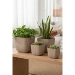 TEMMUZ HOME 4 Adet 4'Lü Kare Mercan Skulent Kaktüs Çiçek ve Bitki Saksı Seti(İlan Saksılar İçindir)