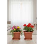 TEMMUZ HOME 4 No Villa Tabaklı Yuvarlak Çiçek ve Bitki Saksısı Seti (İlan Saksı İçindir)