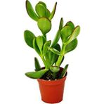 Teraryumal Teraryum Malzemeleri Crassula Portulacea Para Çiçeği 5 cm Sukulent