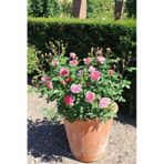 Teras İçin Pembe Isparta Gülü Fidanı 15-30 Cm