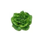 Tereyağlı Marul Tohumu Paket 5 gram