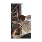 Terra Organik Büyük Boy Ahşap Yapışan Kedi Yatağı Vantuzlu - 001-Renkli - 100 x 100 cm