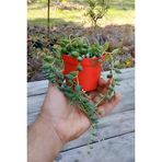Tesbih Çiçeği Boncuk Sukulent Misket İnci Tanesi Senecio Herrianus Sarkan Sukulent 8.5 Cm Saksıda