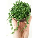 Tesbih Çiçeği [inci Tanesi] Senecio Rowleyanus