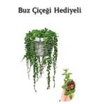Tespih Boncuk Bezelya Çiçeği Bitkisi Kadınlar Gününe Özel Buz Çiçeği Hediyeli