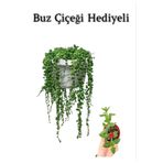 Tespih Boncuk Bezelya Çiçeği Bitkisi Sevgililer Gününe Özel Buz Çiçeği Hediyeli, BTS001NU080236
