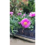 The Best Online 3 Adet )kaz Ayağı Fidesi -dikime Hazir (15-25CM) Tomurcuklu