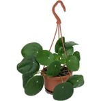 The Best Online Askılı Saksıda Pilea Peperomioides Şans Çiçeği