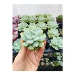 The Best Online Echeveria Elegans