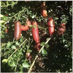The Best Online Kırmızı Finger Lime (Parmak) Limon Fidanı + 100 Cm 3 Yaş