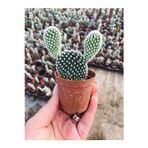 The Best Online Opuntia Microdaisys Albata Beyaz Tavşan Kulağı Kaktüs