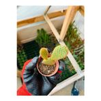 The Best Online Opuntia Microdaisys Kaktüs Tavşan Kaktüs