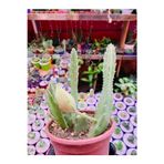 The Best Online Stapelia Flavirostris Leş Kaktüsü Koyu Kırmızı Büyük Çiçek Veren