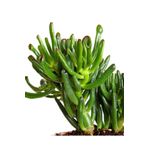 The Best Online Thebestonline Crasulla Ovata Hobbit Shrek, Yeşim Bitkisi