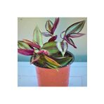The Best Online Thebestonline Tradescantia Zebrina Çiçeği, Mor Telgraf Çiçeği