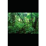 The Jungle Medicine Chest: Your Survival Pharmacy from the Rainforest to Your Backyard (The Jungle Wisdom Series, Band 26)