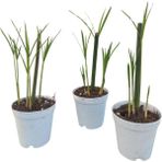 Thebestonline Mini Japon Şemsiyesi (5-10 cm) 3 Adet Saksılı Salon Bitkisi