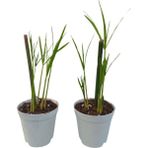Thebestonline Mini Japon Şemsiyesi (5-10 Cm)2 Adet Saksılı Salon Bitkisi