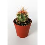 Thelocactus Bicolor Özel Tür Kaktüs 5.5 cm Saksıda