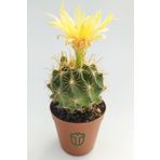 Thelocactus İdeas Çiçek Açan Kaktüs 5.5 cm Saksıda
