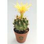 Thelocactus Ideas Çiçek Açan Kaktüs 5.5 cm