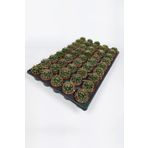 Thelocactus Ideas Kaktüsü TOPTAN 45 Adet (1 Viyol 5.5 cm Saksıda)