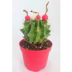 Thelocactus Ideas - Sari Çicek Acan Kaktus - Tohum Kapsüllü - 8.5 cm Kırmızı Saksıda Tekli Kaktüs