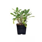 Tıbbi Adaçayı Fidanı 10-20 Cm 5 Adet Salvia