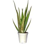 Tıbbi Aloevera Bitkisi Fidanı +4 Yaş Yetişkin Saksılı Şifalı Aloe Vera 50-60 cm
