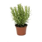 Tıbbı Aromatik Bitki Biberiye Fidanı 10-20 Cm